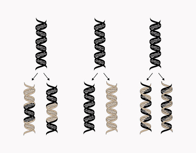 DNA Formation graphic design illustration la layout design line art logo