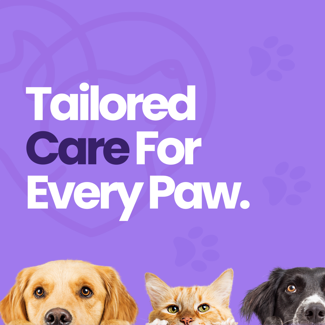 Vetama - Pet Experts brand awarness brand identity brand messaging brand tone branding design graphic design identity illustration logo vector