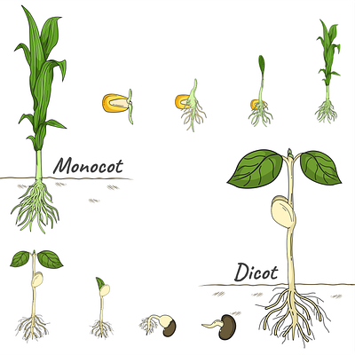 Science project - Monocot and Dicot. art biology comparisons corn dicot dicot flower education flower illustration leaf monocot monocot root nature plant root science seed soyabean stem structures