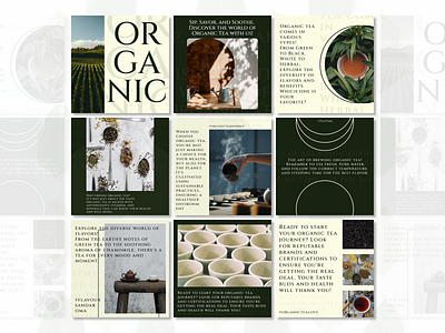 Organic Tea - Insta Carousel graphic design