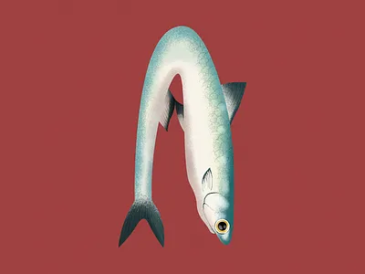 A is For a anchovy graphic design illustration letter