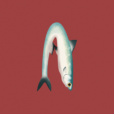 A is For a anchovy graphic design illustration letter