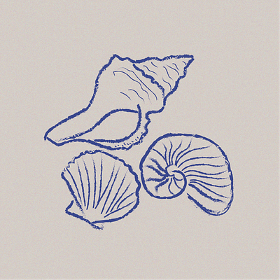 Seashell Illustration graphic design illustration
