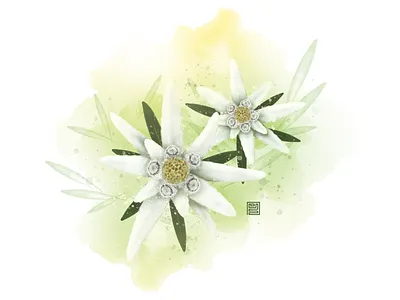 Edelweiss art design digital art edelweiss flower illustration moshu art