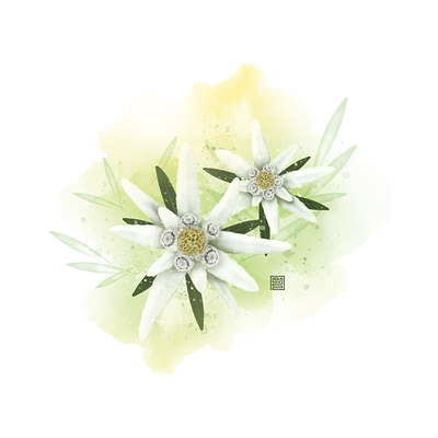 Edelweiss art design digital art edelweiss flower illustration moshu art