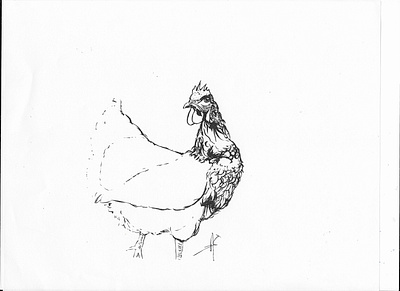 Suddenly a chicken is before you bird chicken drawing hen illustration ink inktober