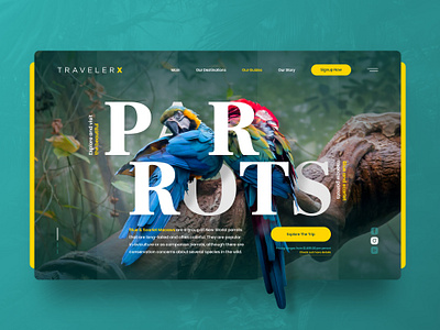 TravelerX amazon bird brazil design drawingart forest jungle macaw mexico parrot responsive ui ux web website