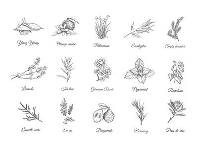 Herbs collection branding design graphic design herbs illustration logo растения фрукты цветы