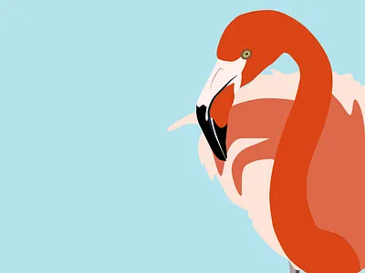 Flamingo bird design flamingo freelance freelancer illustration illustrator