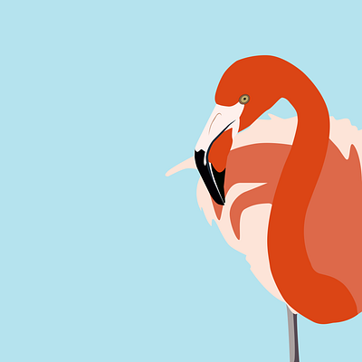 Flamingo bird design flamingo freelance freelancer illustration illustrator