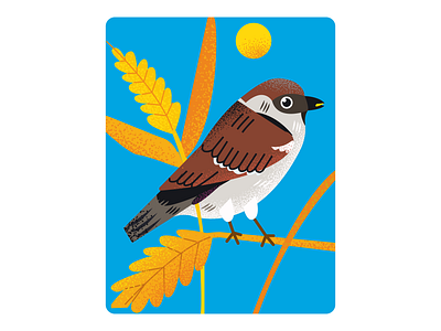 Illustration of a sparrow bird color design graphic design illustration ivano frankivsk ukraine