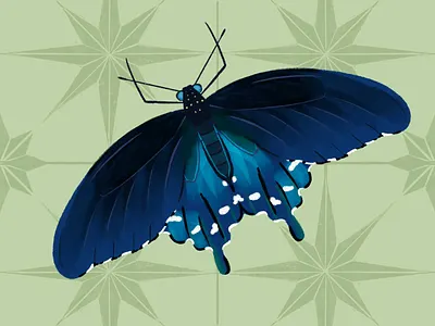 Pipevine Swallowtail Butterfly bugs butterfly digital illustration illustration nature procreate
