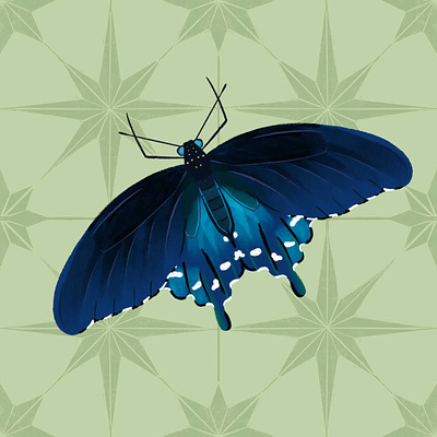 Pipevine Swallowtail Butterfly bugs butterfly digital illustration illustration nature procreate