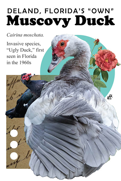 Duck Postcard collage digital collage graphic design illustration marketing photo collage postcard