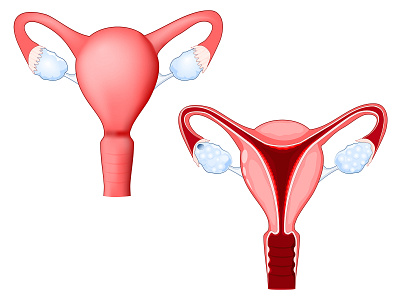 Female reproductive system. Cross section of human uterus. anatomy education gynecology illustration medical pregnancy reproductive