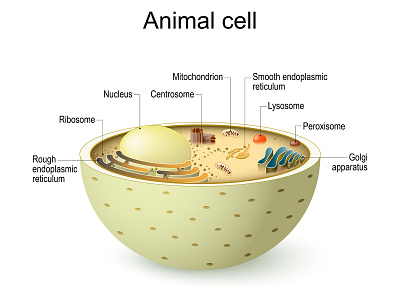 Animal cell anatomy. anatomy cell education eukaryotic graphic design illustration organelle