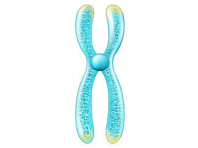 Structure of Chromosome. Chromatid, Telomeres and Centromere dna education genetic mutation glowing effect science