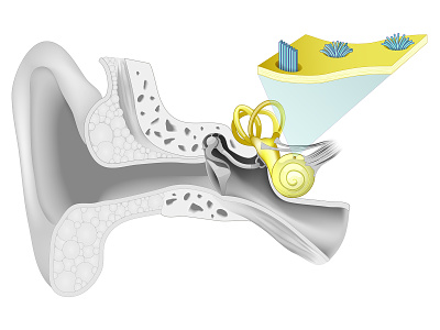 Tinnitus. Anatomy of a Human ear. anatomy cell cochlea medical science