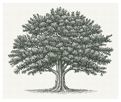 The Tree Illustration Collection by Steven Noble artwork botanical design engraving etching illustration line art logo nature scratchboard steven noble tree woodcut