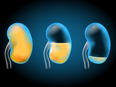 Kidneys with glowing effect anatomy medical transplantation x ray