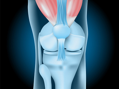 Knee joint with Quadriceps medicine skeleton