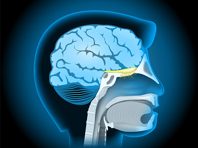 Olfactory nerve education