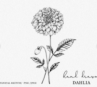 Dahlia Botanical Clipart