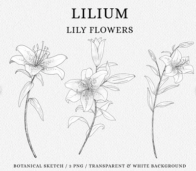 Lily flower clipart, Lily Botanical Sketch graphic design illustration