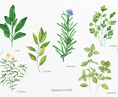 Watercolour Sage, Watercolour herbs clipart floral botanical graphic design handdrawn illustration