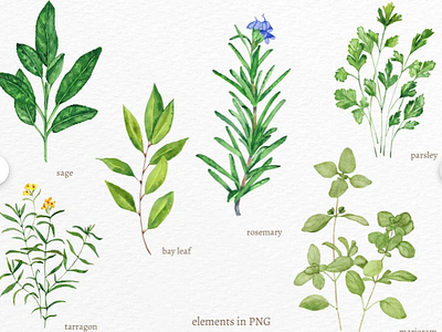 Watercolour Sage, Watercolour herbs clipart floral botanical graphic design handdrawn illustration