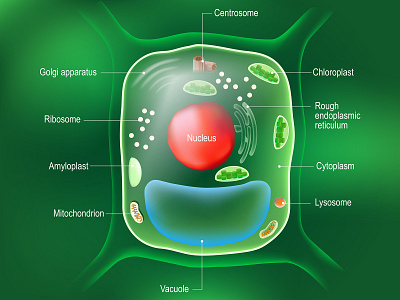 Anatomy of plant cell anatomy banner cell education photosynthesis science