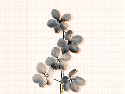 A flower branding color design graphic illustration inspiration shape visual