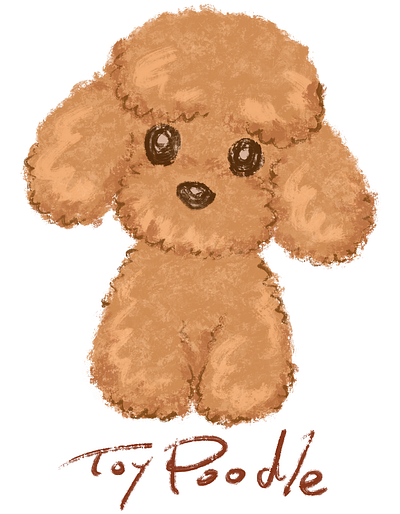 Simple sketch of a toy poodle animal dog illustration pet puppy toy poodle
