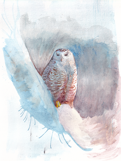 Snowy Owl animal bird hand drawn hand painted art illustration nature owl snow watercolour winter