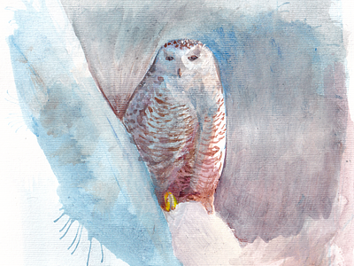 Snowy Owl animal bird hand drawn hand painted art illustration nature owl snow watercolour winter