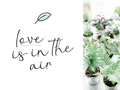 Love is in the air air air plants leaf love plants succulents typography