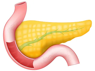 Pancreas with pancreatic duct, Duodenum, and Small Intestine realistic