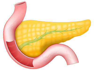 Pancreas with pancreatic duct, Duodenum, and Small Intestine realistic