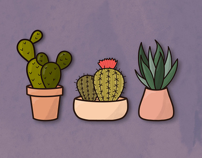 Cacti design illustration procreate sketch