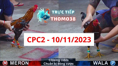 Đá gà thomo ngày 10/11/2023 bj88 bj88 đá gà bj88daga đá gà bj88 đá gà thomo cpc2