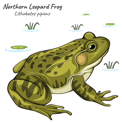 Animal Project - Frog. art education frog life cycle illustration wild life