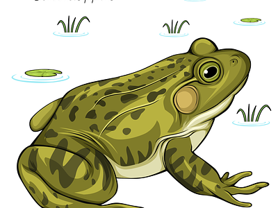 Animal Project - Frog. art education frog life cycle illustration wild life