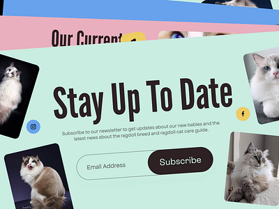 Ragdoll Islands Website - homepage animation animation cat cats homepage interactive landing page motion pet pets scroll web website