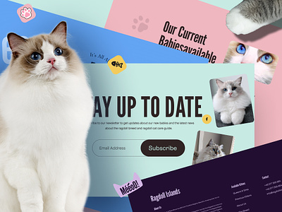 Cat website design & animation full case study - Ragdoll Islands animation cat design motion pet web website