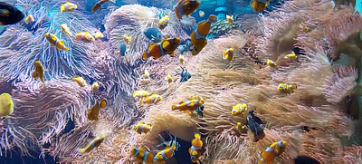 A crowd of Clownfish clownfisch clownfish