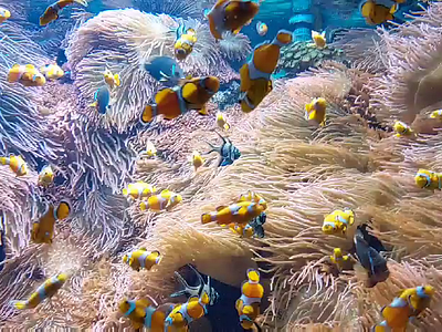 A crowd of Clownfish clownfisch clownfish