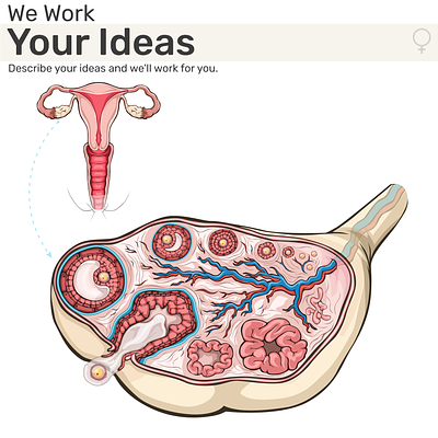 Science Project - Human Anatomy System. art embryo human anatomy illustration ovarian cycle ovary project respiratory system