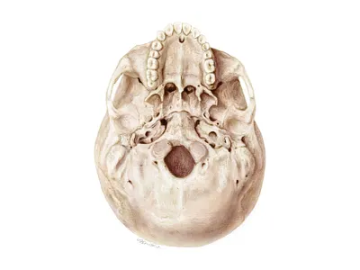Digitally colored, carbon dust skull study drawing illustration painting photoshop