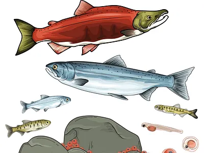 Animal Project - Sockeye Salmon. alaska art ecosystem education food chain food web habitat illustration infographic life cycle ocean phase oncorhynchus nerka science sockeye salmon spawning phase wild life