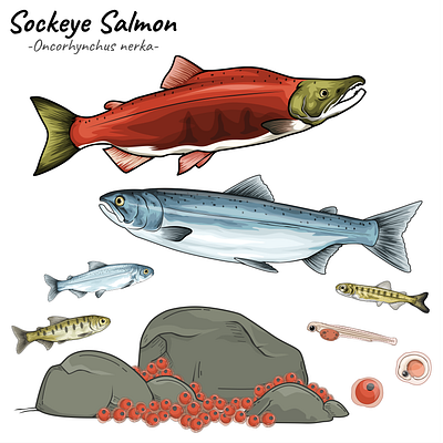 Animal Project - Sockeye Salmon. alaska art ecosystem education food chain food web habitat illustration infographic life cycle ocean phase oncorhynchus nerka science sockeye salmon spawning phase wild life